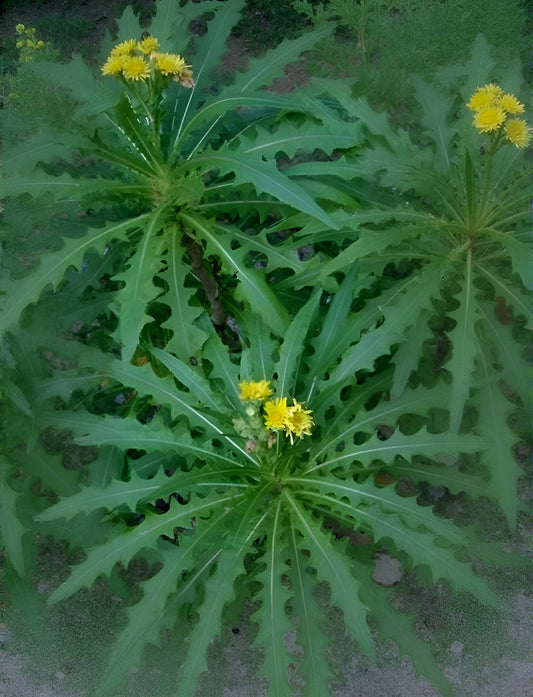 Sonchus congestus