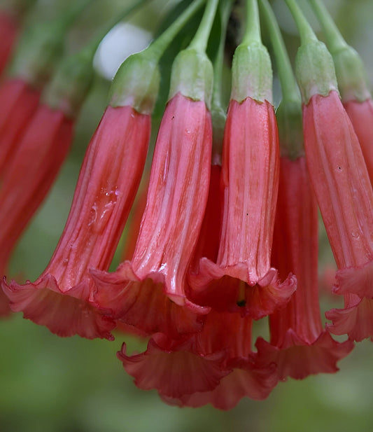 Iochroma fuchsioides