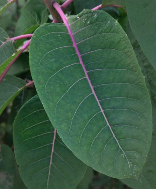 Phytolacca dioica