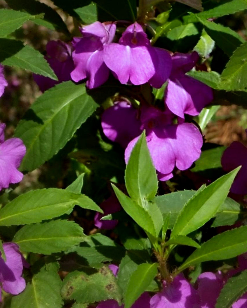 Impatiens balsamina