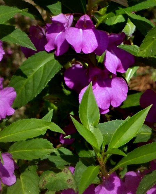 Impatiens balsamina