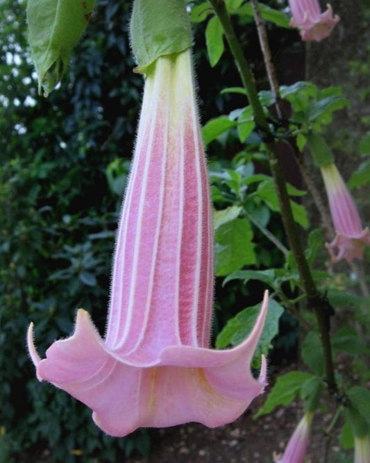 Brugmansia vulcanicola 'Pink'
