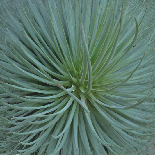 Agave striata subsp. falcata 'Blue'