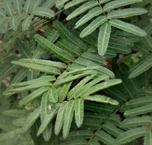 Mimosa pigra