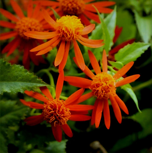 Pseudogynoxys chenopodioides