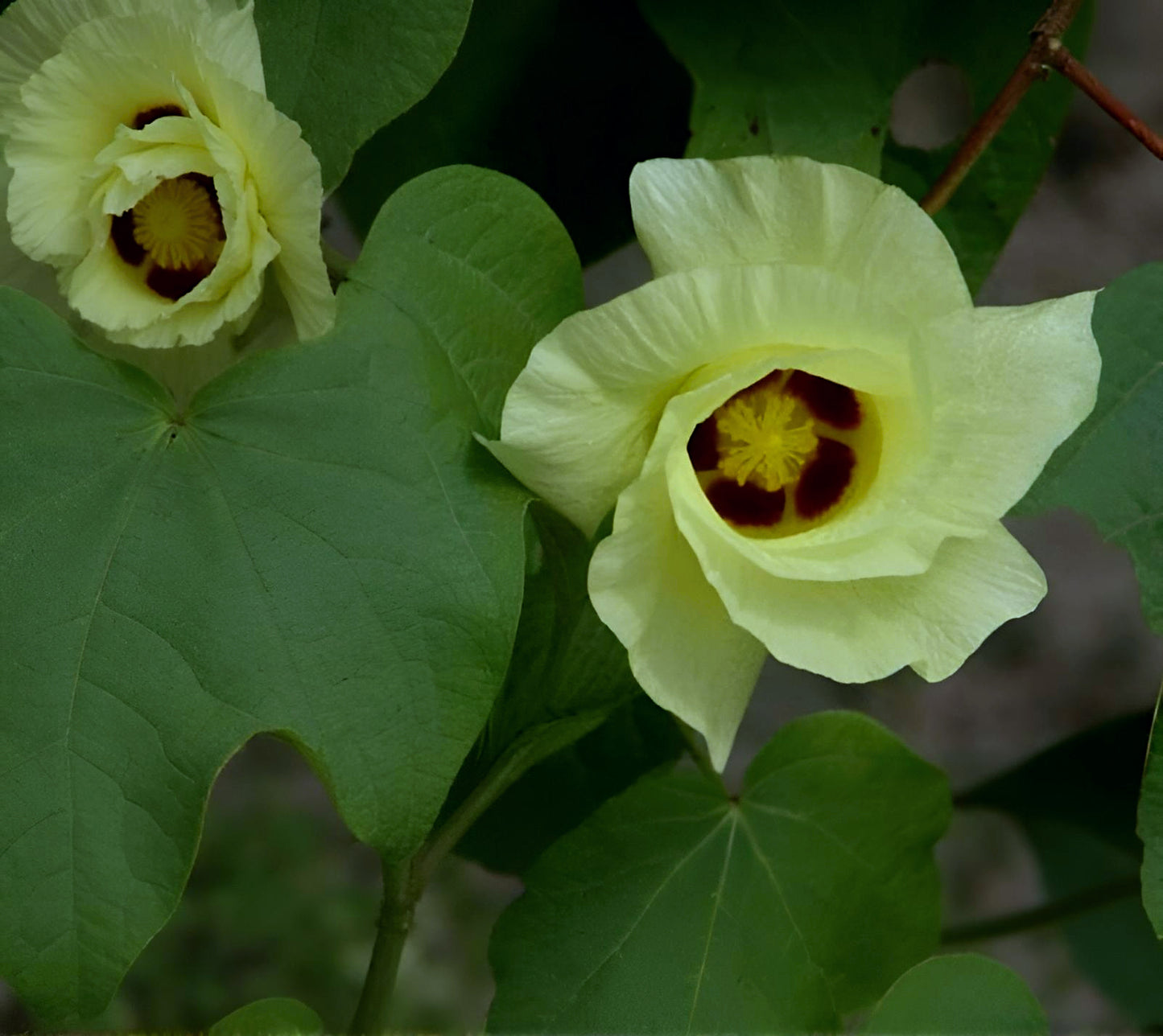 Gossypium barbadense