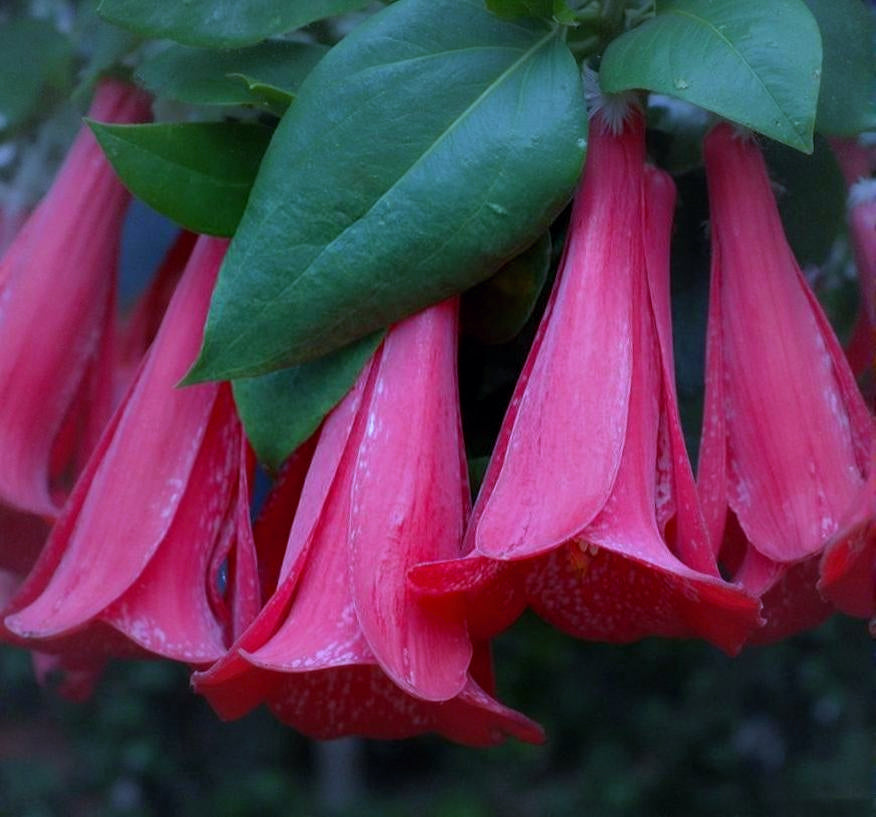 Lapageria rosea 'Rubra'