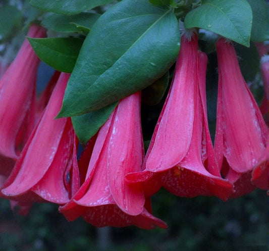 Lapageria rosea 'Rubra'