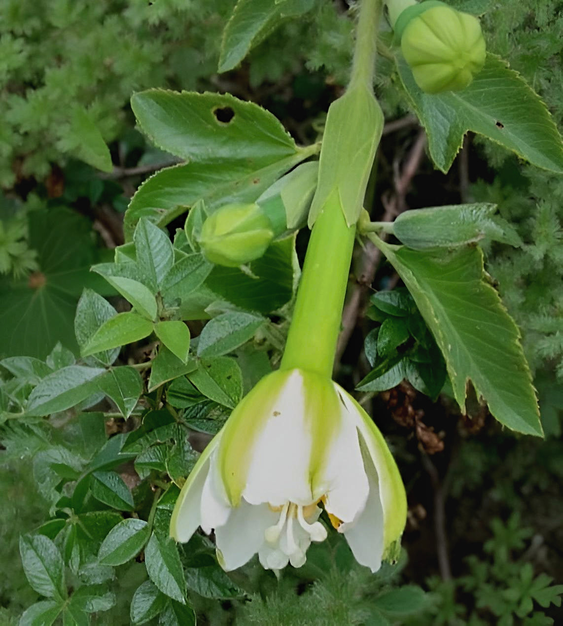 Passiflora sp. 'Blanca Boyaca'