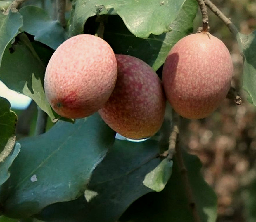 Beilschmiedia miersii