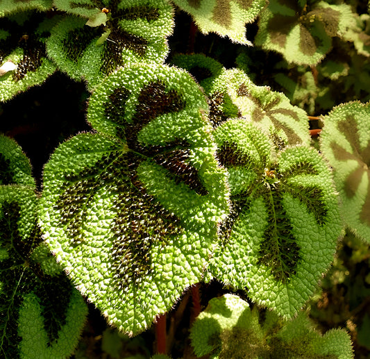 Begonia species ' Tropical Mix'