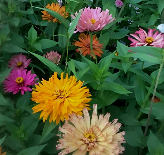 Zinnia Giant Cactus Flowered