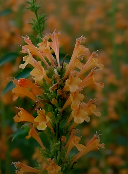 Agastache hybrida Arizona Sandstone