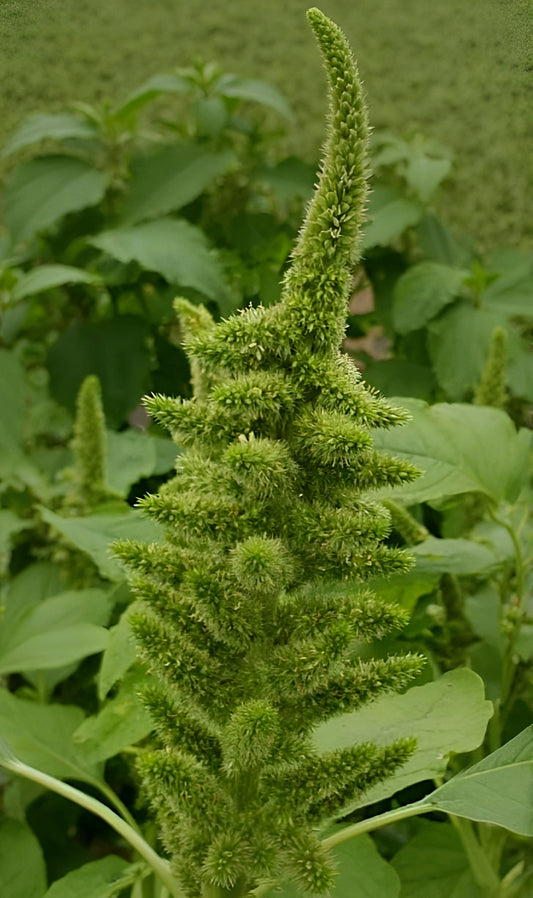 Amaranthus cruentes Green Tower