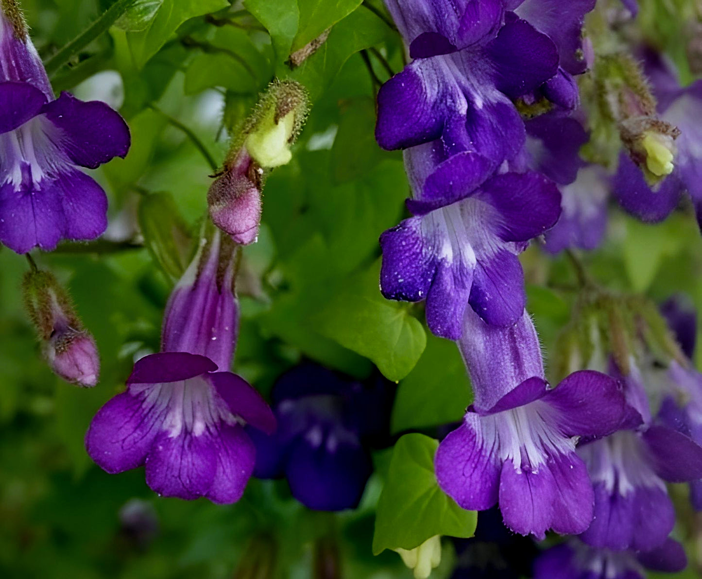 Asarina scandens Mystic Blue