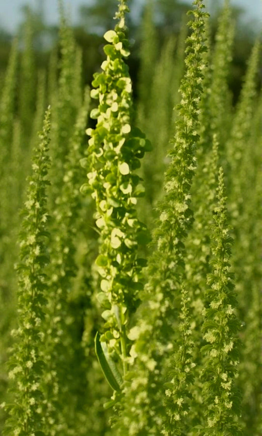 Atriplex hortensis Green Plume