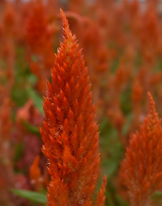 Celosia plumosa Sunday Orange