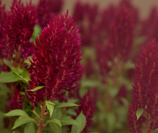 Celosia plumosa Sunday Purple