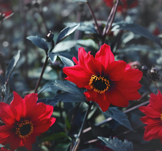 Dahlia pinnata Black Forest Ruby