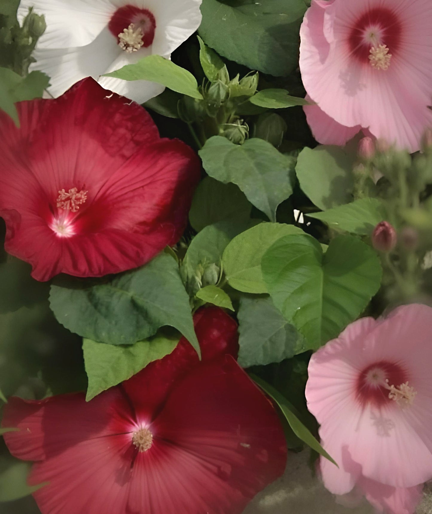 Hibiscus Honeymoon Formula mix