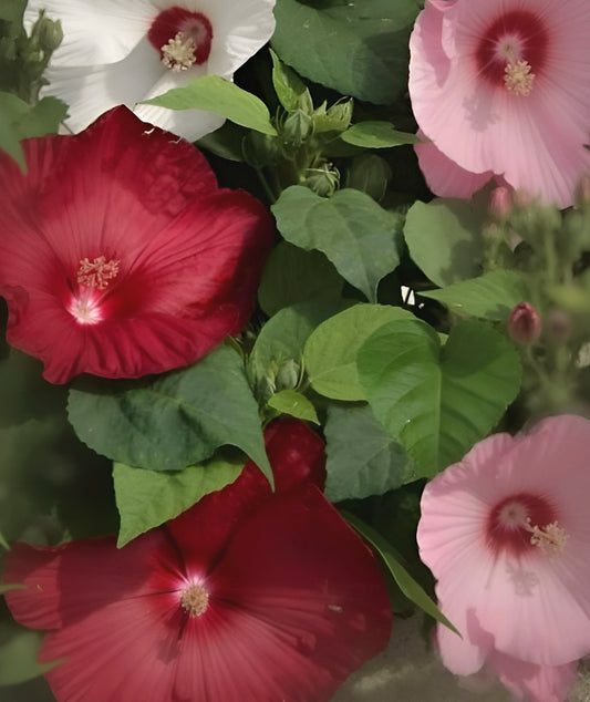 Hibiscus Honeymoon Formula mix