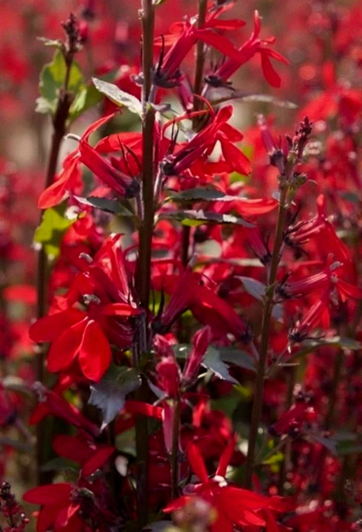 Lobelia speciosa Fan Scarlet