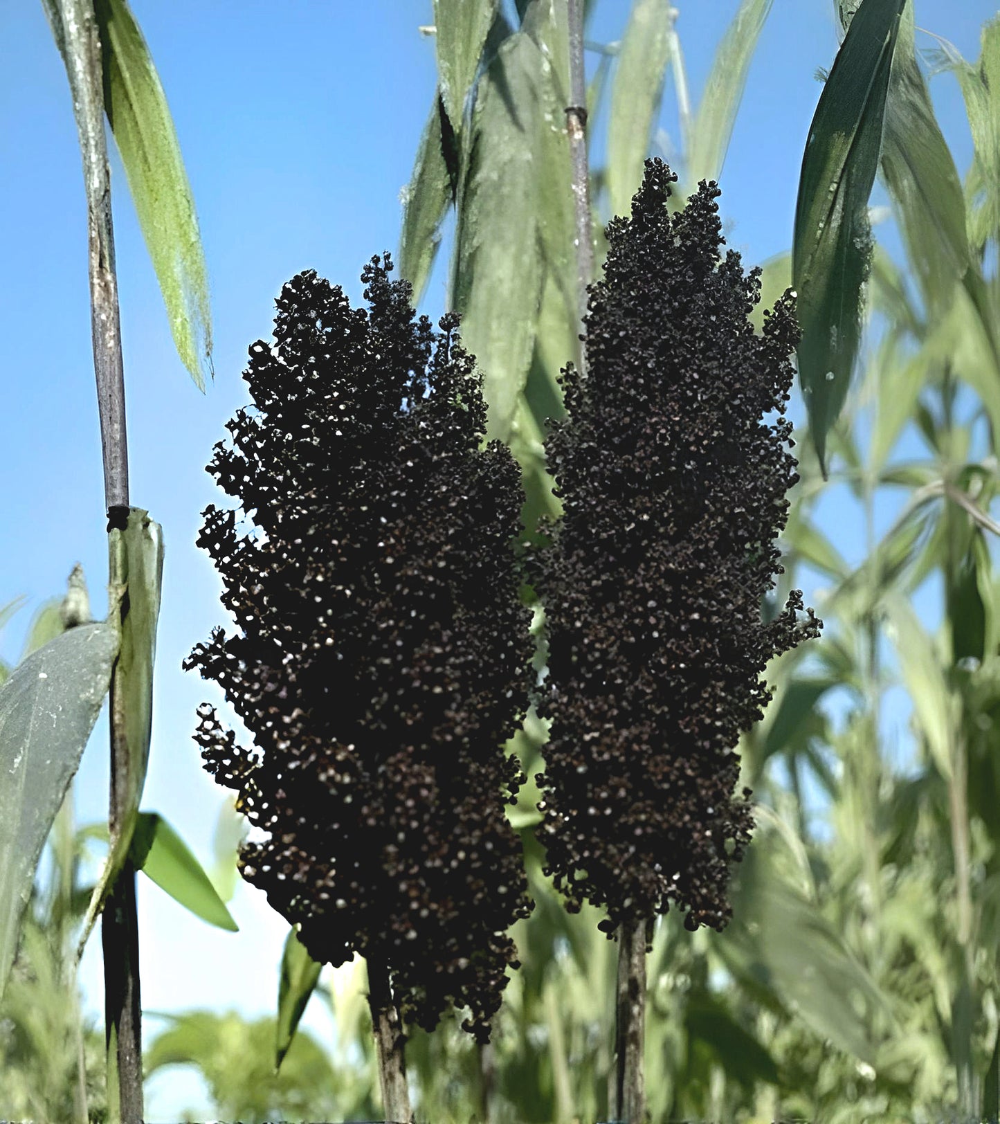 Sorghum bicolor Black Falcon