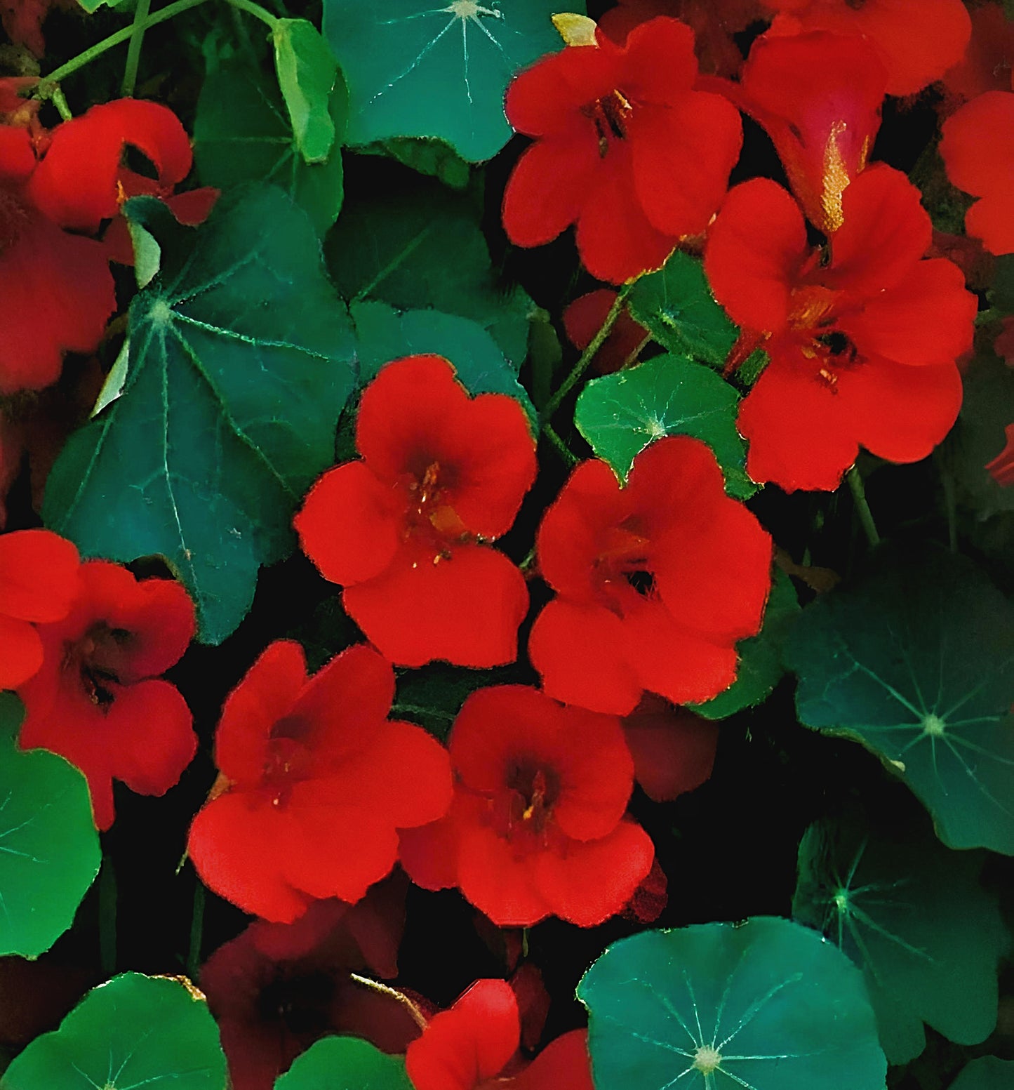 Nasturtium Empress of India