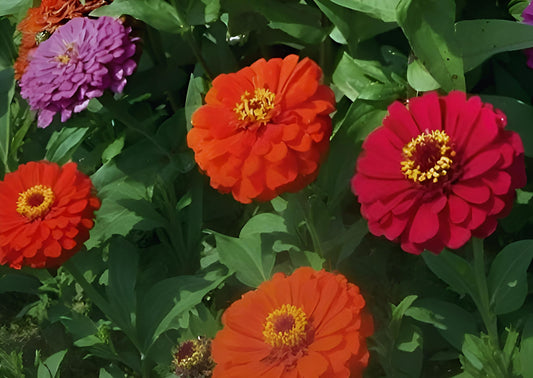 Zinnia elegans Dahlia flowered mix