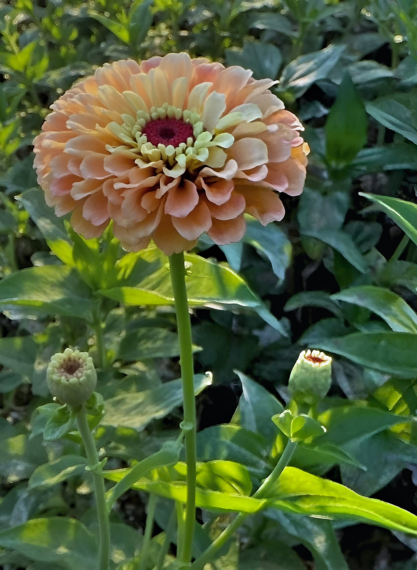 Zinnia elegans Queen Lime Orange