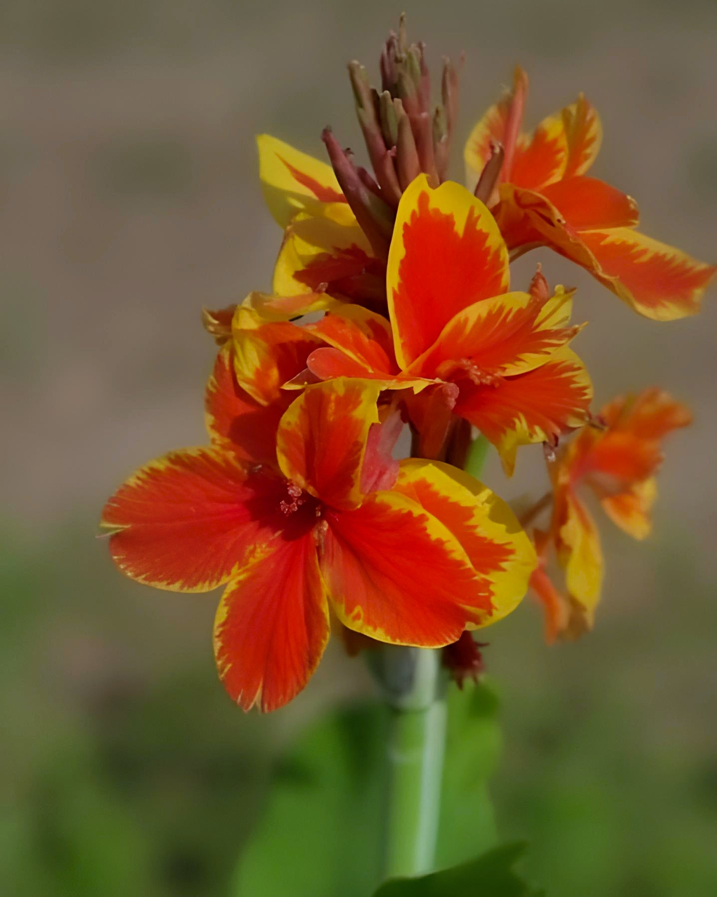 Canna Cannova Red Golden Flame