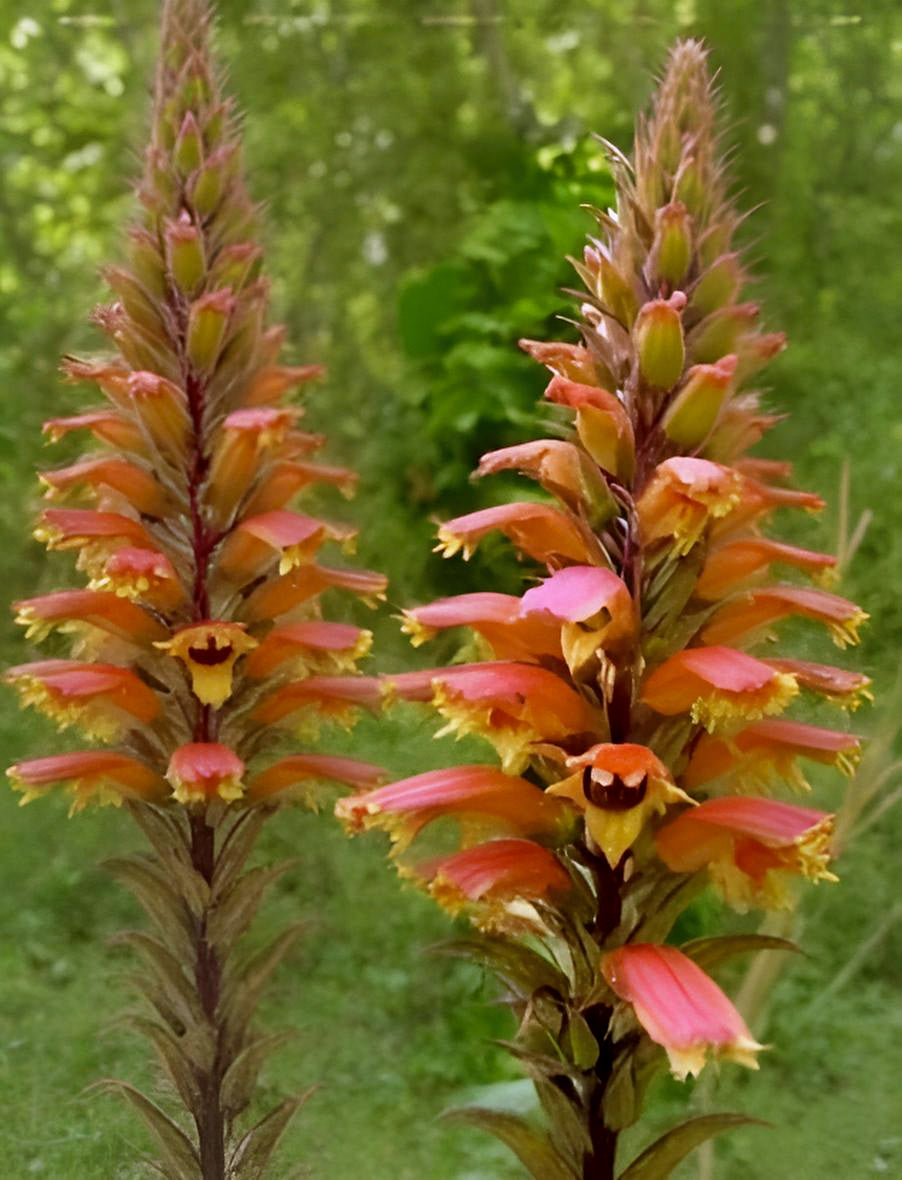 Isoplexis isabelliana