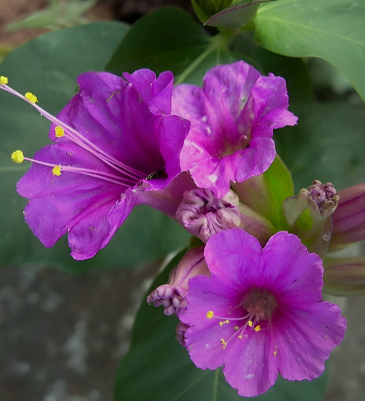 Mirabilis multiflora
