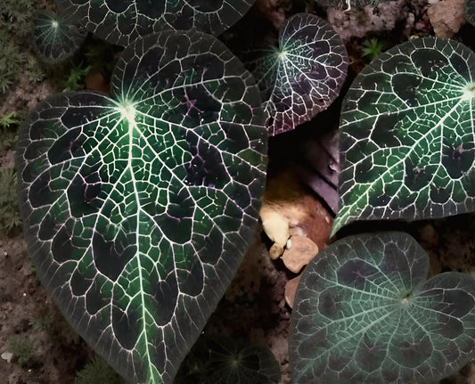 Begonia fulgurata