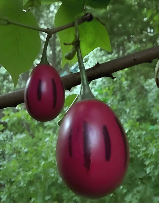 Cyphomandra betacea 'Rojo Grande de Carmelo'