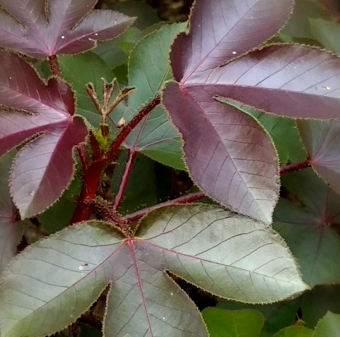 Jatropha gossypiilfolia
