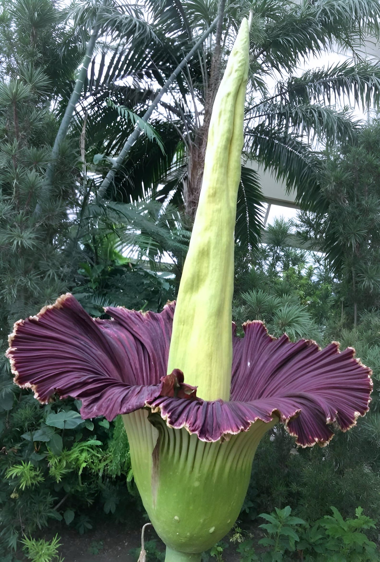 Amorphophallus titanum