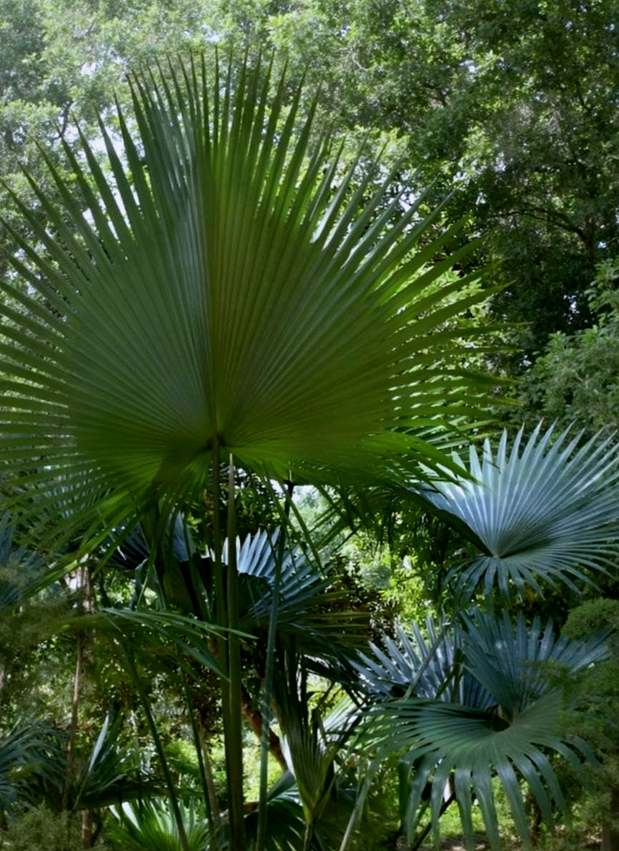 Livistona speciosa