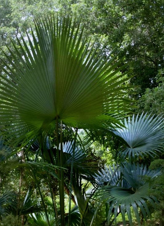 Livistona speciosa