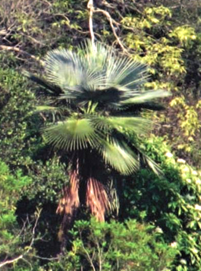 Trachycarpus sp. Moc Chau