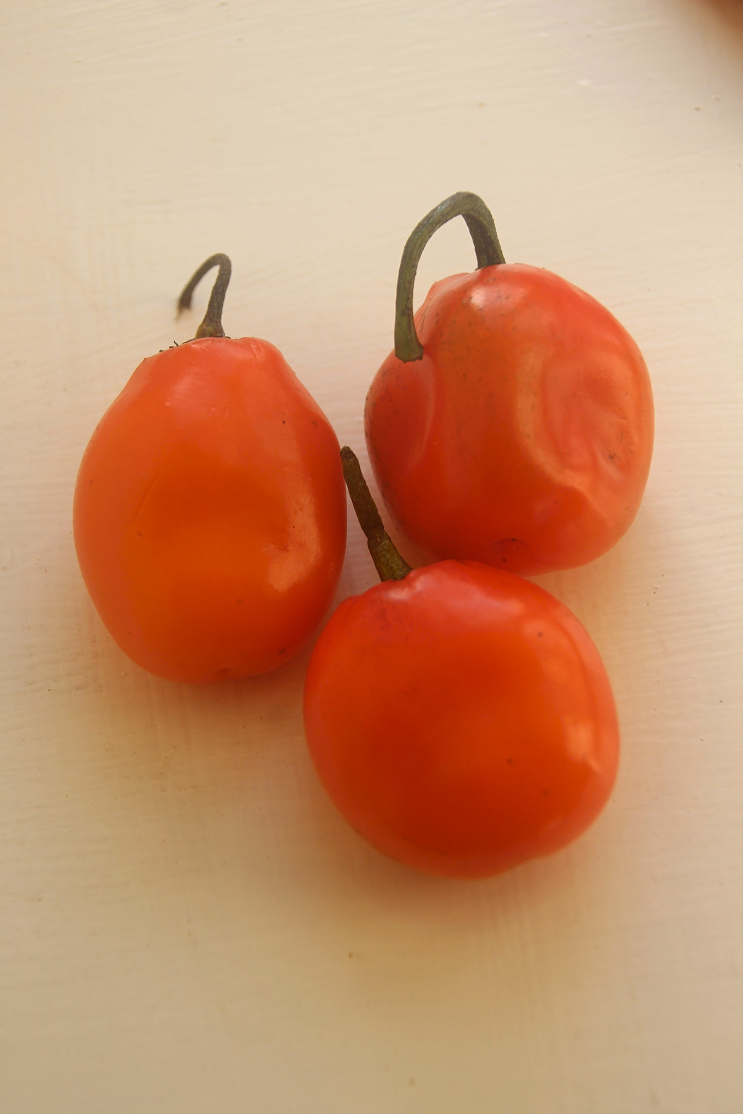 Capsicum pubescens Canario