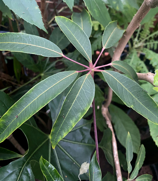 Schefflera enneaphylla