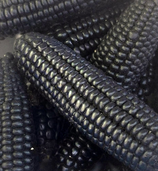 Sweet Corn Mountain Morado