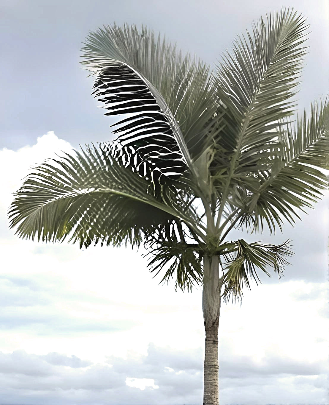 Archontophoenix alexandrae