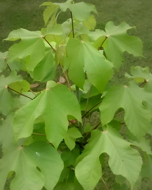 Firmiana simplex