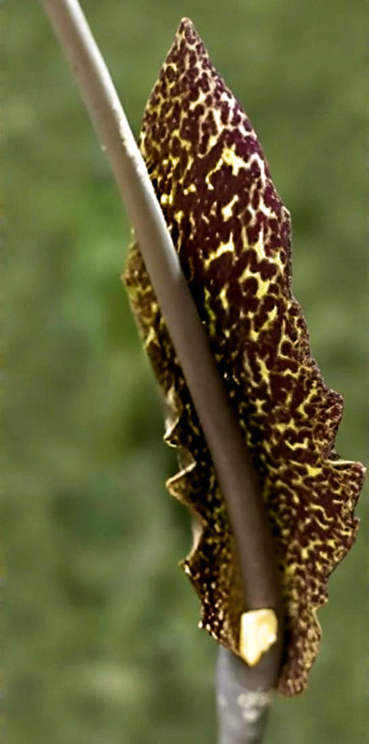 Sauromatum venosum
