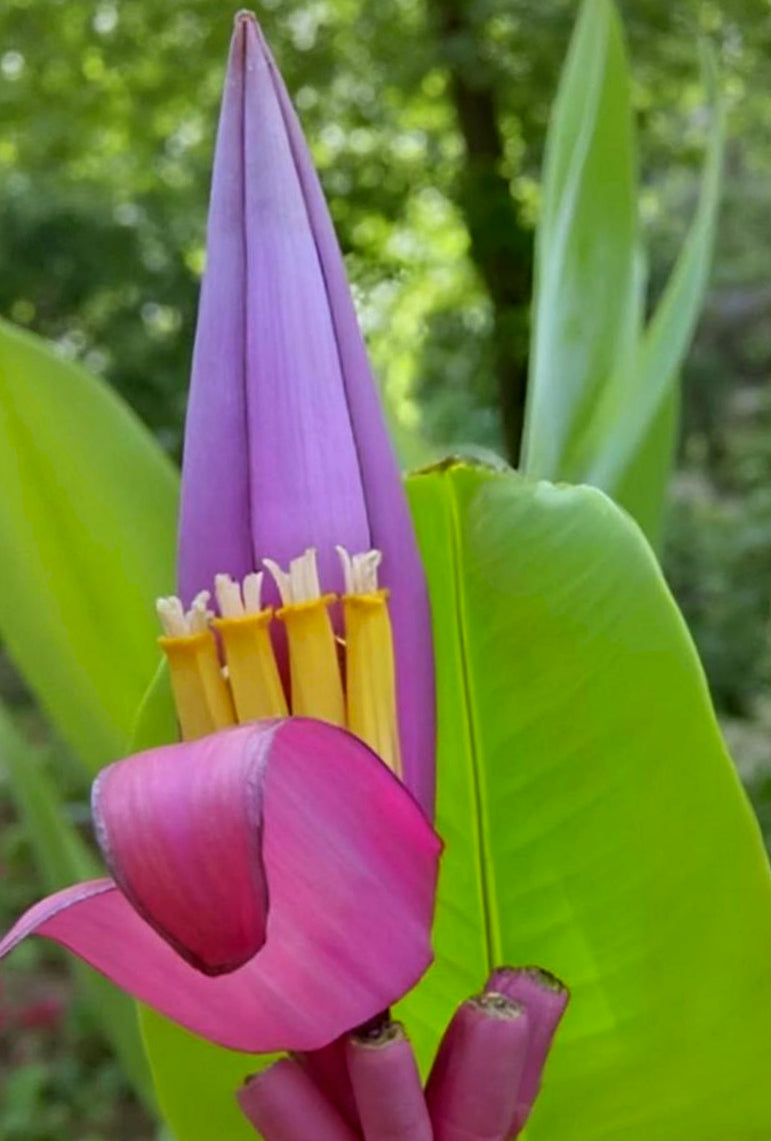 Musa ornata 'Royal Purple'