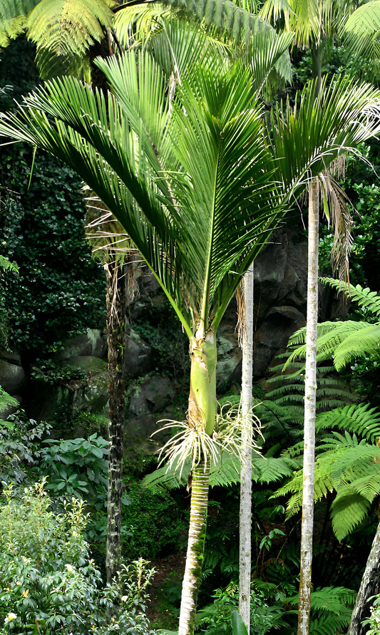 Rhopalostylis sapida