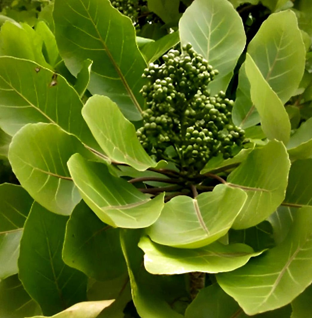 Meryta sinclairii