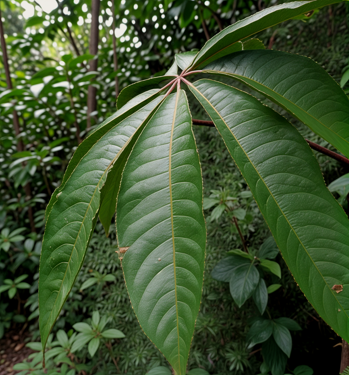 Schefflera digitata